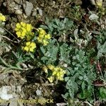 Alyssum cuneifolium Plante entière