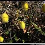 Cucumis dipsaceus Frucht