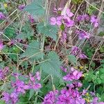 Lunaria annua Habitatea