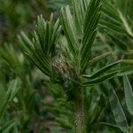 Vicia argentea Annet