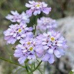 Iberis linifolia Fiore