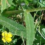 Leucanthemum heterophyllum Leaf