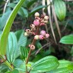 Miconia ciliata 果實