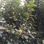 Diospyros kaki Habit