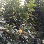 Diospyros kaki 整株植物