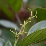 Hancea integrifolia Flower