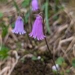 Soldanella pusilla 花