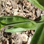 Cynoglossum virginianum Azala