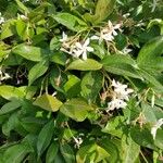 Trachelospermum jasminoides Autre