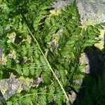 Dryopteris expansa Leaf