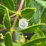 Rubia fruticosa Fruto