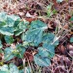 Cyclamen hederifolium Fuelha