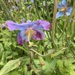 Meconopsis grandis Blatt