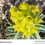 Euphorbia macroclada Flower