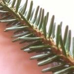 Abies alba Лист