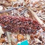 Cunonia capensis Fruto