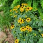 Rudbeckia triloba Kwiat