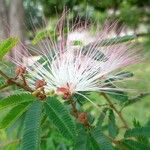 Calliandra selloi Kvet