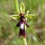 Ophrys insectifera Fula