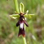 Ophrys insectifera 花