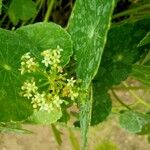 Hydrocotyle bonariensis Flor