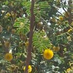 Vachellia farnesianaFlor