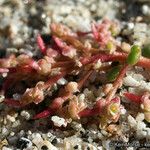 Calyptridium monandrum Habit