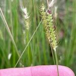 Setaria parviflora Lorea