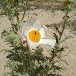 Argemone corymbosa Flower