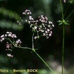 Galium obliquum Other