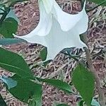 Brugmansia suaveolens Blomst