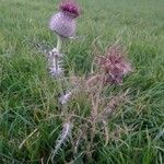 Cirsium eriophorum عادت داشتن