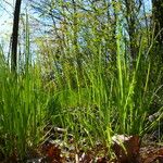 Molinia caerulea Blad