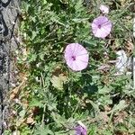 Convolvulus althaeoides Hábito