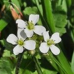 Arabis alpina Çiçek
