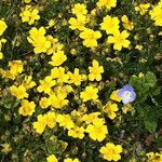 Potentilla tabernaemontaniFlower