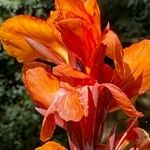 Canna × hybrida Květ