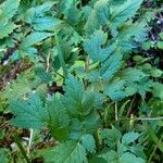 Actaea spicata Levél