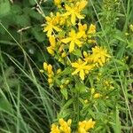 Hypericum hirsutum Fuelha