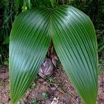 Cocos nucifera Blad