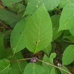 Cephalanthus salicifolius 葉