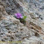 Primula allionii Habit