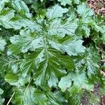 Acanthus mollis Leaf