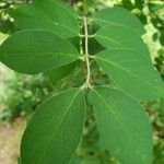 Malus pumila Leaf