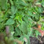 Agastache mexicana Ліст