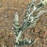 Achillea clavennae Frunză