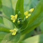 Camelina sativa Цветок