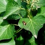 Hedera colchica Hoja