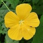 Pavonia burchellii Цвят