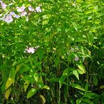 Phlox paniculata ഇല